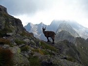 14 stambecco sulla cima del M. Aga